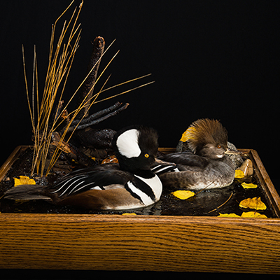 Hooded Merganser