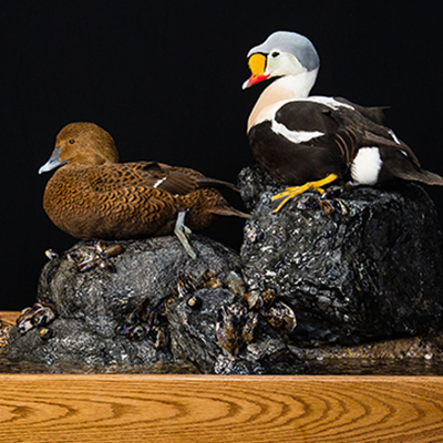 King Eider