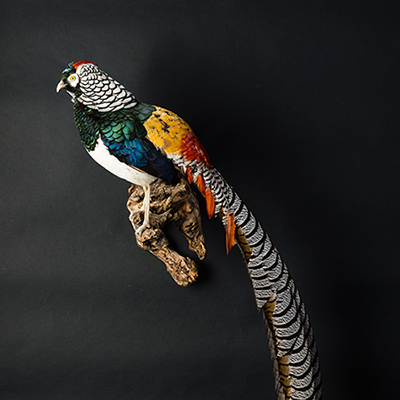 Lady Amherst's Pheasant 