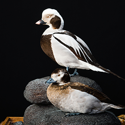 Long-tailed Duck