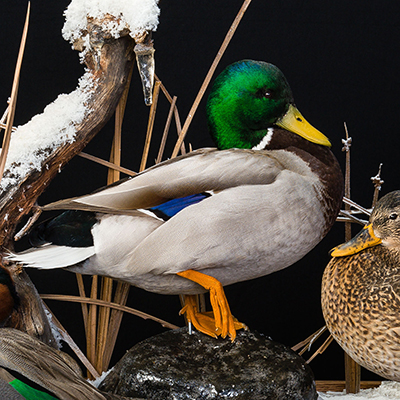 Mallard