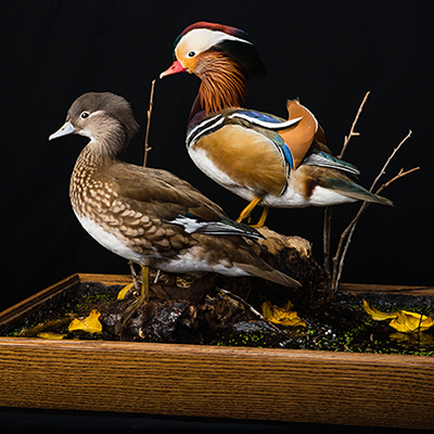Mandarin Duck
