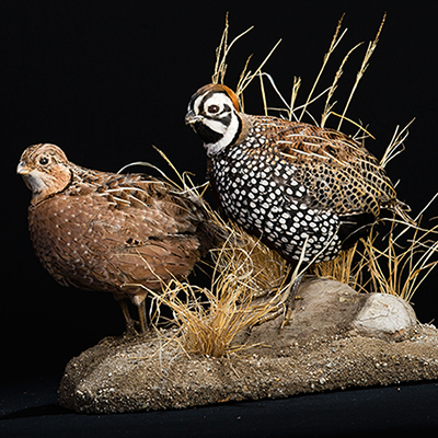 Montezuma Quail