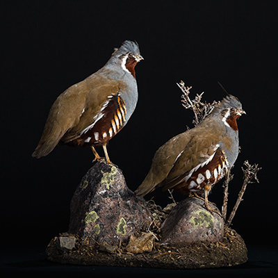 Mountain Quail 