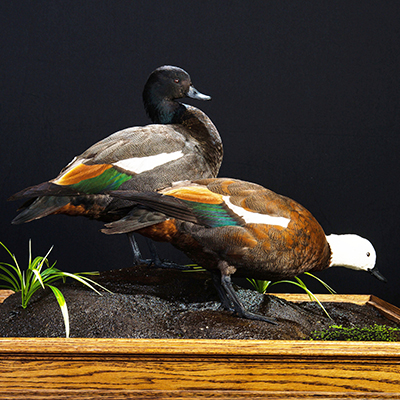 New Zealand [Paradise] Shelduck