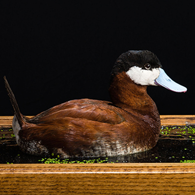 North American Ruddy Duck 