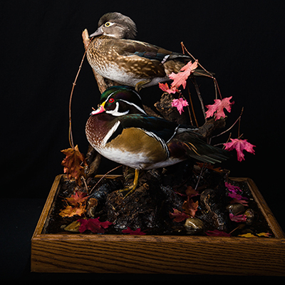 North American Wood Duck 
