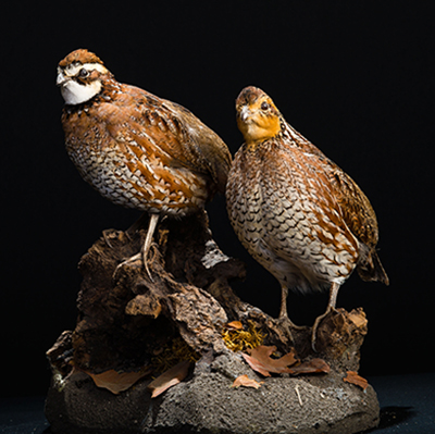 Northen Bobwhite