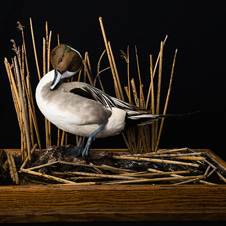Northern Pintail 