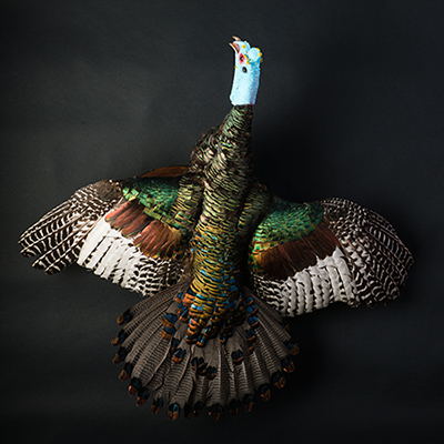 Ocellated Turkey