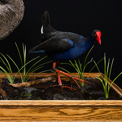 Purple Swamp Hen