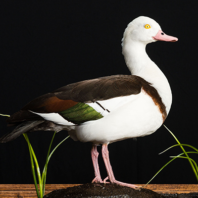 Radjah Shelduck