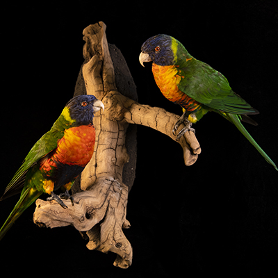 Rainbow Lorikeet