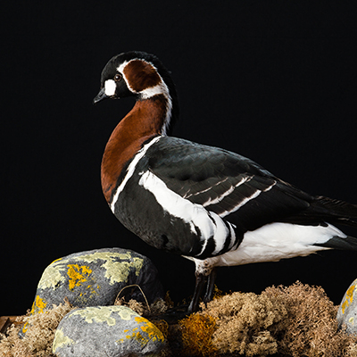 Red-breasted Goose