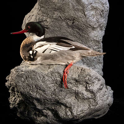 Red-breasted Merganser