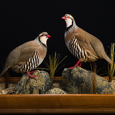 Red-legged Partridge 