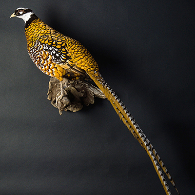 Reeve's Pheasant 