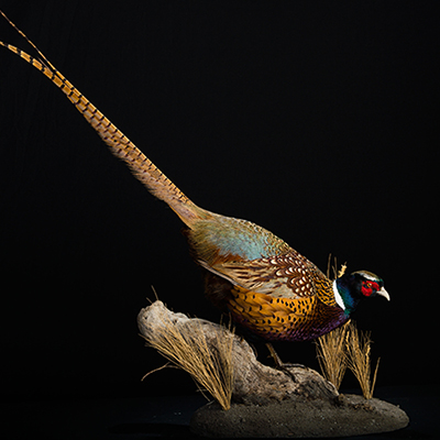 Ring-necked Pheasant 