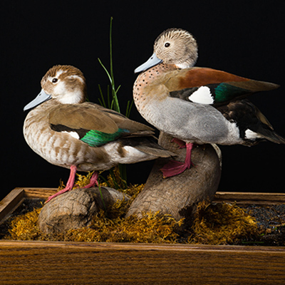 Ringed Teal