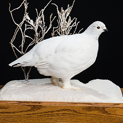Rock Ptarmigan 