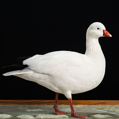 Ross's Goose
