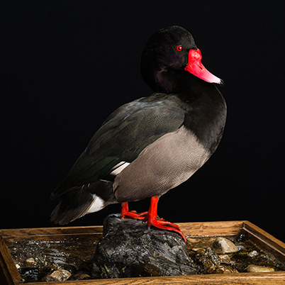 Rosybill [Rosy-billed Pochard]