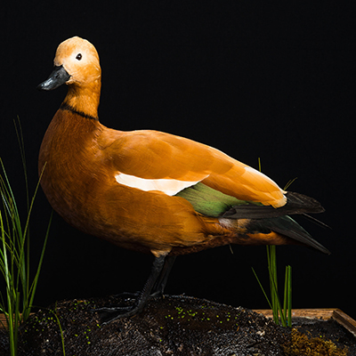 Ruddy Shelduck