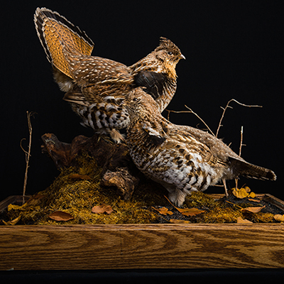Ruffed Grouse