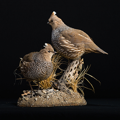 Scaled Quail