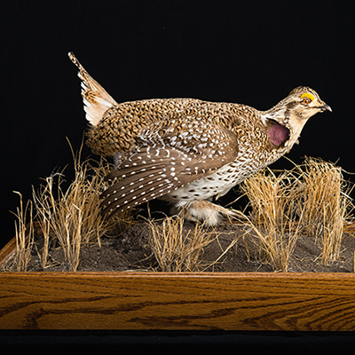 Sharp-tailed Grouse