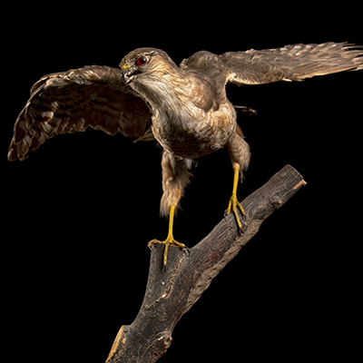 Sharp-shinned Hawk