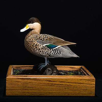 Silver Teal