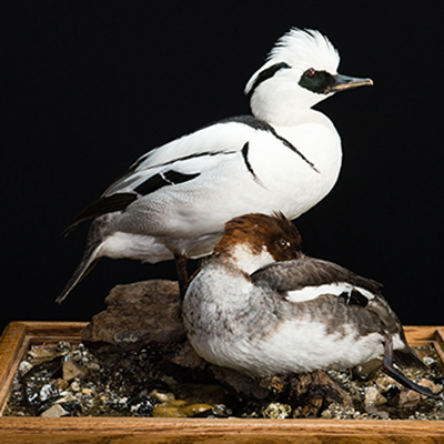 Smew