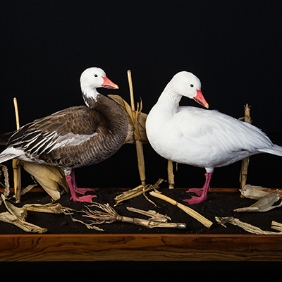 Lesser Snow Goose