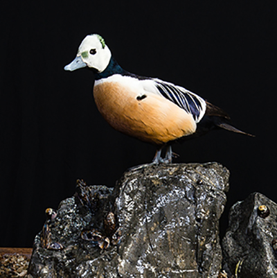 Steller's Eider