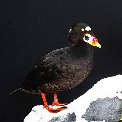 Surf Scoter
