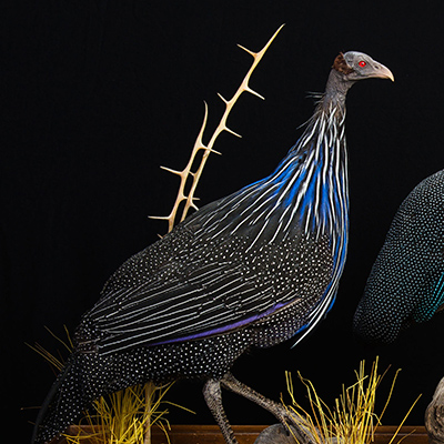 Vulturine Guineafowl 