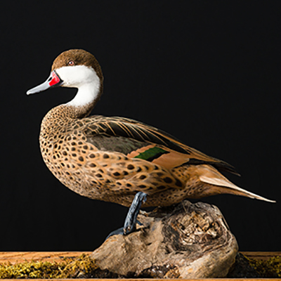 White-cheeked [Bahama] Pintail