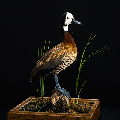 White-faced Whistling Duck