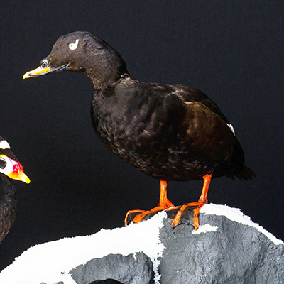 White-winged Scoter