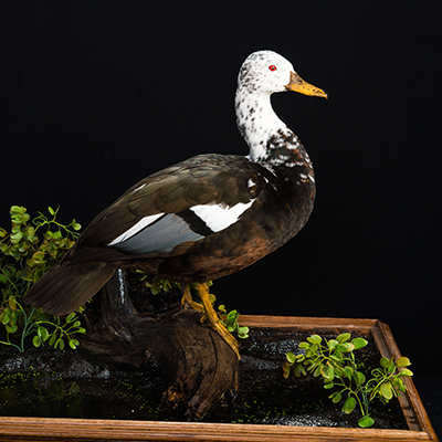 White-winged Wood Duck