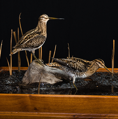 Wilson's Snipe