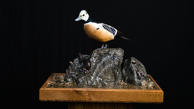 Steller's Eider