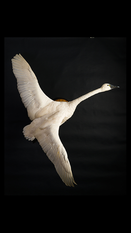 Tundra [Whistling] Swan