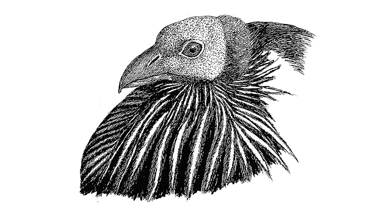 Vulturine Guineafowl 