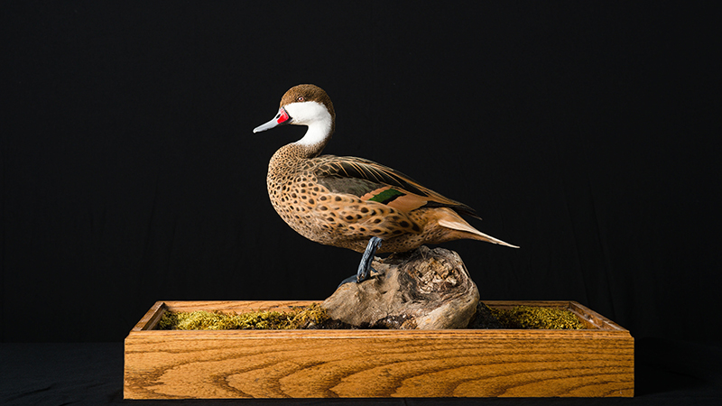 White-cheeked [Bahama] Pintail