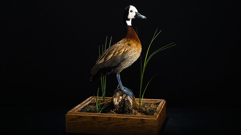 White-faced Whistling Duck