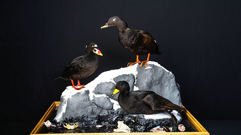 White-winged Scoter