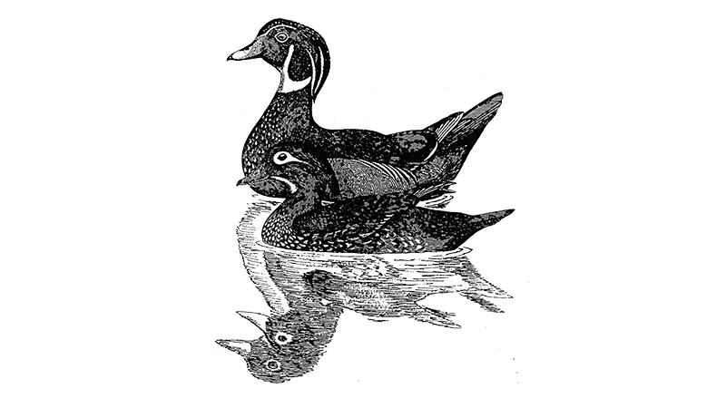 White-winged Wood Duck