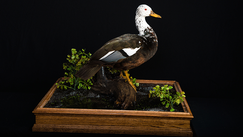 White-winged Wood Duck